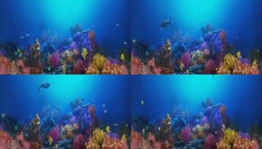 海底世界-水族馆高清在线视频素材下载