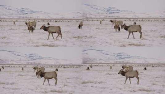 麋鹿，雪，散步，牛群高清在线视频素材下载