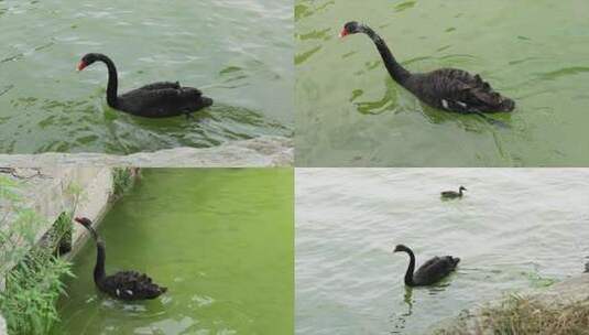 湖中黑天鹅高清在线视频素材下载