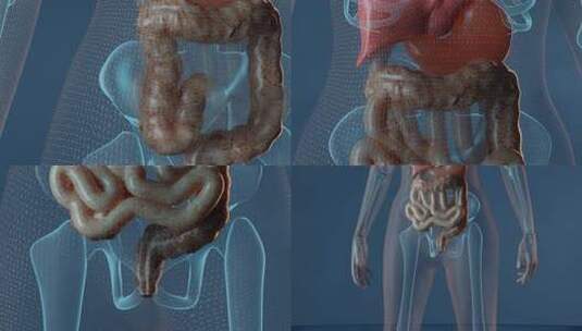大肠和消化系统高清在线视频素材下载