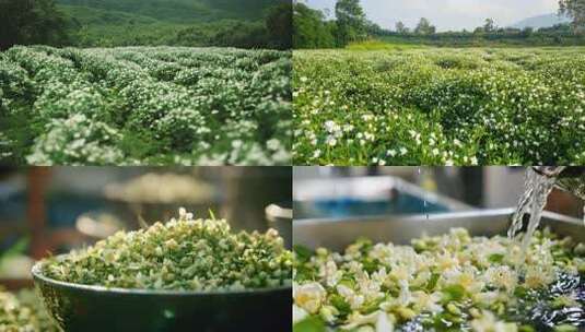 茉莉花精品素材高清在线视频素材下载