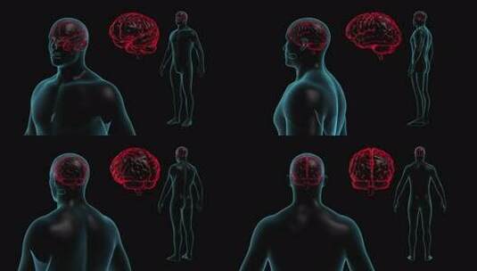 透明人体与大脑全HD高清在线视频素材下载