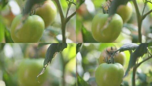 西红柿 植物高清在线视频素材下载