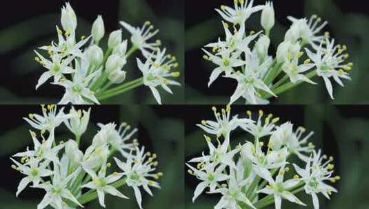 韭菜开花韭菜花花开延时4k60帧高清在线视频素材下载