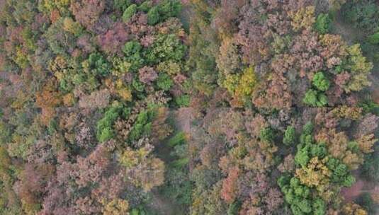 四川德阳罗江区附近山林秋色高清在线视频素材下载