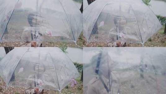 春日紫荆花盛开美景雨中赏花撑伞漫步的女性高清在线视频素材下载