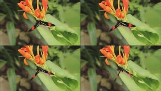 美丽花朵上的蝴蝶高清在线视频素材下载