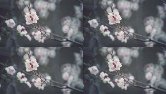 雨后挂着雨滴的桃花实拍8k唯美空镜高清在线视频素材下载
