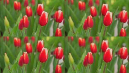 郁金香花卉植物含苞待放特写高清在线视频素材下载