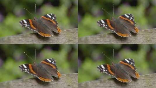 休息中的蝴蝶的特写高清在线视频素材下载