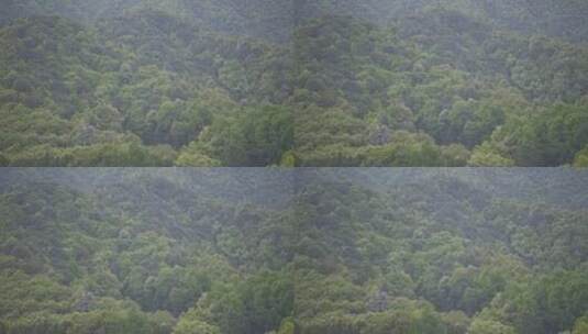 树林逆光树叶高清在线视频素材下载