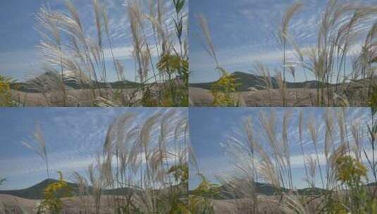 升格4K60帧风吹动芦苇树草高清在线视频素材下载