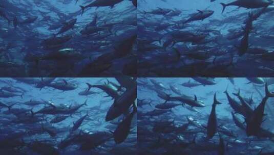 鱼在海洋里遨游 高清在线视频素材下载