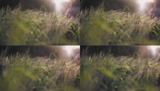 阳光照射下的小草特写高清在线视频素材下载