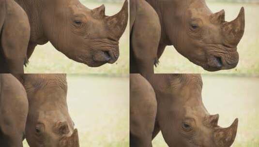 犀牛的头部特写镜头高清在线视频素材下载