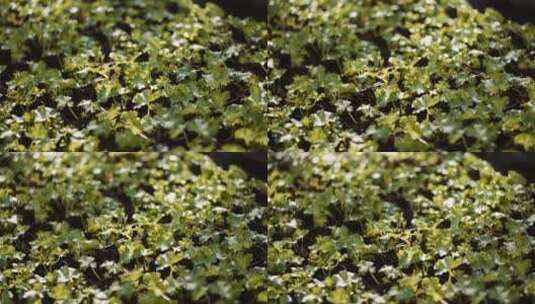 温室中的天竺葵高清在线视频素材下载