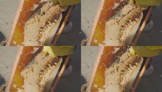 中蜂蜂农取蜜高清在线视频素材下载