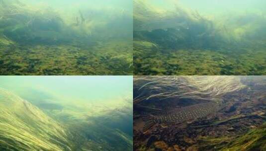 水下游动的鱼高清在线视频素材下载
