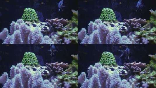 海底的海葵高清在线视频素材下载
