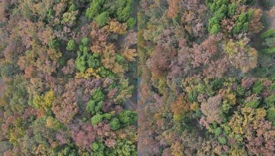 四川德阳罗江区附近山林秋色高清在线视频素材下载