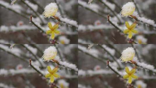 春天雪中的迎春花空境升格高清在线视频素材下载