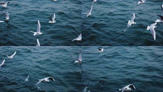 大海海面飞翔的海鸥高清在线视频素材下载