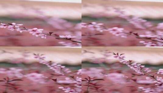 春天中国北京故宫博物院内绽放的榆叶梅竖屏高清在线视频素材下载