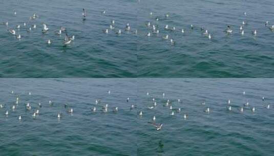海面上的海鸥实拍高清在线视频素材下载