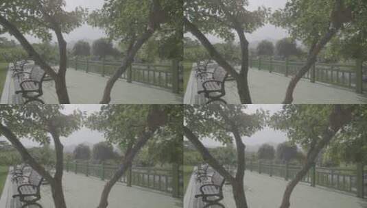 大树树干白杨树树干LOG高清在线视频素材下载
