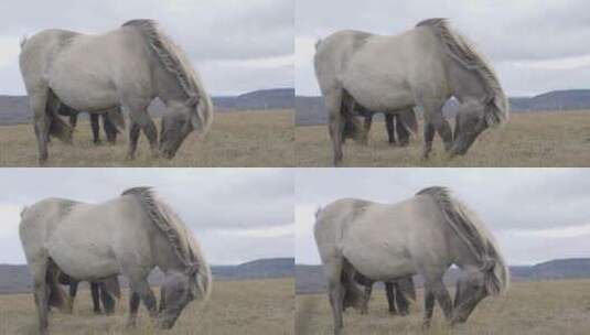 低头吃草的白色马高清在线视频素材下载