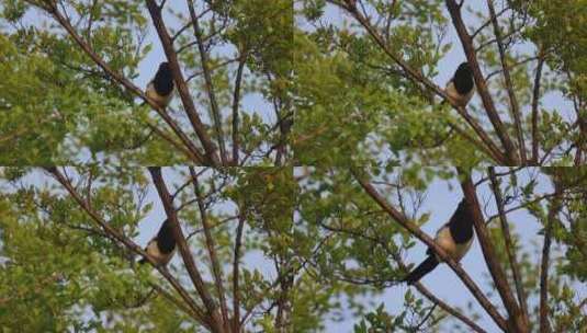 喜鹊鸣叫 喜鹊唱歌 树枝上的鸟儿高清在线视频素材下载