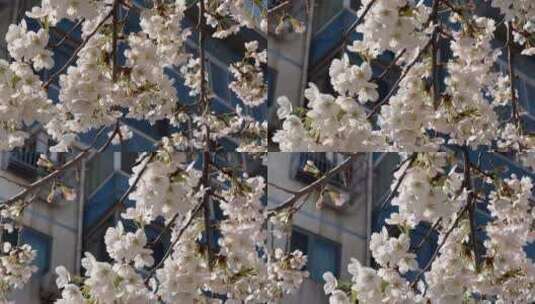 【镜头合集】白色桃花春天花开高清在线视频素材下载