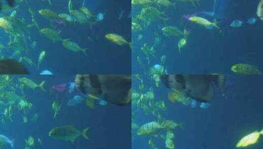 潜水员水下表演美人鱼海底高清在线视频素材下载