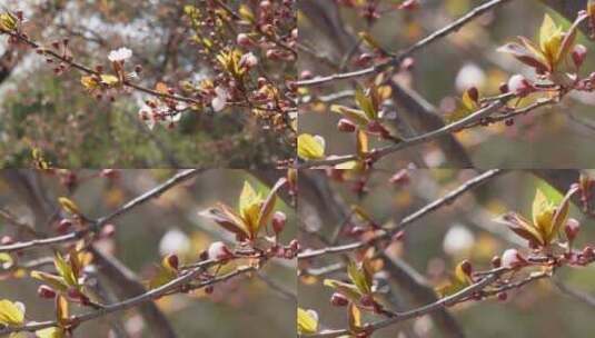 【镜头合集】腊梅梅花樱花鲜花高清在线视频素材下载