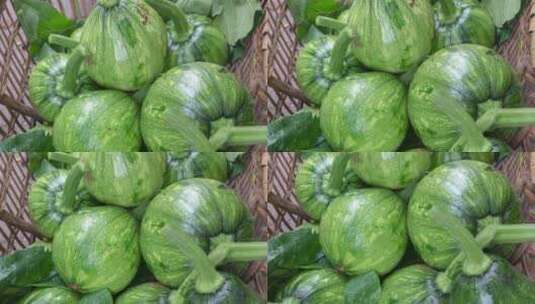 新鲜采摘的小南瓜蔬果4k滑轨平移高清在线视频素材下载