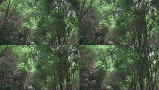 植被丛林户外植物仰望公园高清在线视频素材下载