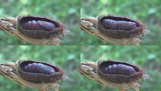 幼虫在树枝上移动高清在线视频素材下载