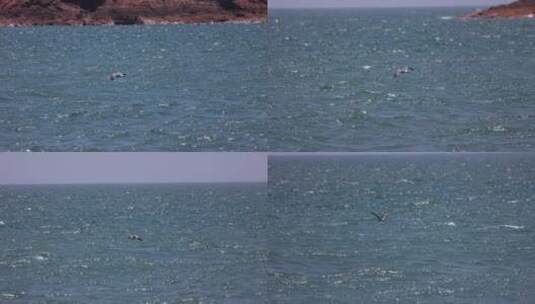 海鸥飞翔在海面上高清在线视频素材下载