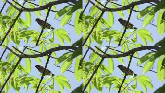 飞走的鸟儿 树上小鸟高清在线视频素材下载