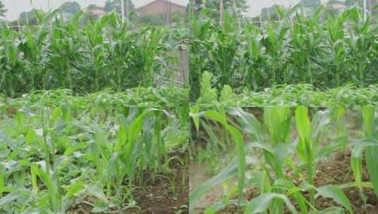 菜园子里的玉米苞谷苗高清在线视频素材下载
