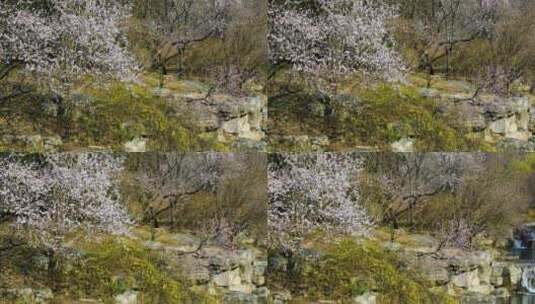 北京植物园4K拍摄花与泉水高清在线视频素材下载