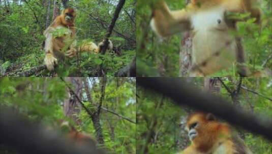 金丝猴吃树叶高清在线视频素材下载