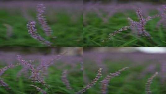 4K花草植物素材——山麦冬高清在线视频素材下载