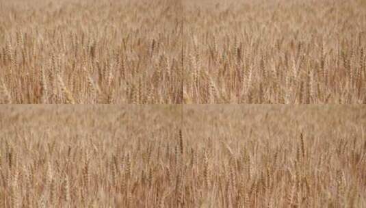 麦田 成熟的麦子-农业小麦丰收高清在线视频素材下载