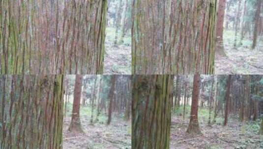 森林背景植树高清在线视频素材下载