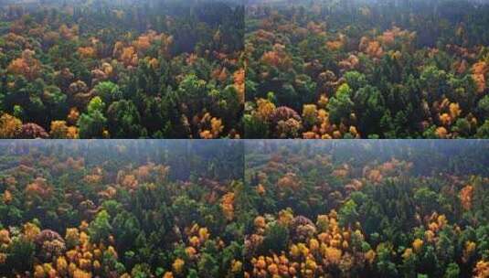 波兰秋季森林鸟瞰高清在线视频素材下载