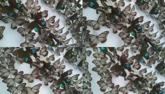 大量好看的美丽蝴蝶标本高清在线视频素材下载