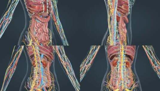 三维人体解剖重要器官消化泌尿呼吸三维动画高清在线视频素材下载