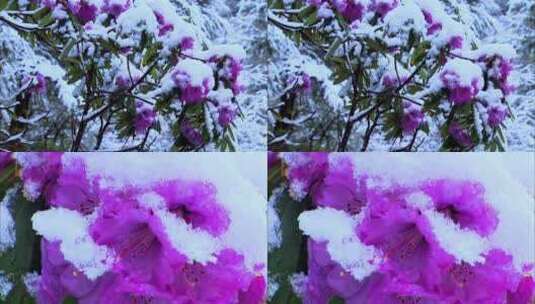 雪后的云南白马雪山花朵高清在线视频素材下载