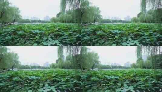 武汉汉口后襄河公园风景高清在线视频素材下载